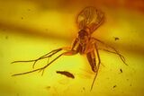 Two Fossil Fungus Gnats (Sciaridae) In Baltic Amber #170052-2